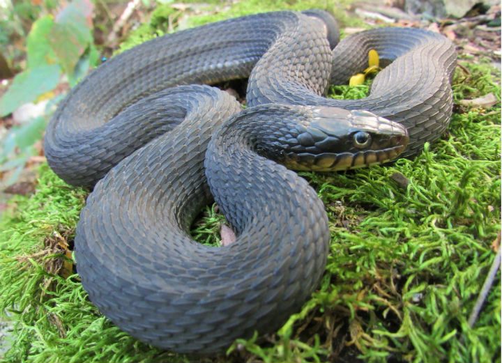 Yellowbelly Water Snake